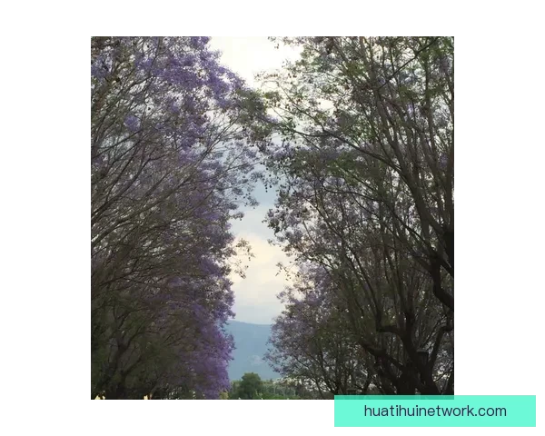 坎切列里诺斯林两个月内决定拉齐奥未来走向最新动态